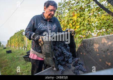 La récolteuse lève une boîte pleine de raisins Nebbiolo à vider dans un récipient, qui sont utilisés pour faire du vin Barolo, pendant la récolte dans la campagne de Langhe à Serralunga d'Alba, dans le nord-ouest de l'Italie, le 12 octobre 2019. Barolo est un vin rouge produit dans la région du Piémont en Italie. Les vins sont fabriqués à partir de Nebbiolo, un petit cépage rouge à la peau mince généralement riche en acide et en tanins. Le Barolo est fait exclusivement avec des raisins Nebiolo poussent dans 11 communes du Langhe qui composent la région viticole de Barolo. Les vins du Barolo DOCG doivent être 100% Nebbiolo et âgés d'au moins 38 mois, Banque D'Images