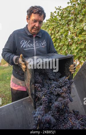 La récolteuse lève une boîte pleine de raisins Nebbiolo à vider dans un récipient, qui sont utilisés pour faire du vin Barolo, pendant la récolte dans la campagne de Langhe à Serralunga d'Alba, dans le nord-ouest de l'Italie, le 12 octobre 2019. Barolo est un vin rouge produit dans la région du Piémont en Italie. Les vins sont fabriqués à partir de Nebbiolo, un petit cépage rouge à la peau mince généralement riche en acide et en tanins. Le Barolo est fait exclusivement avec des raisins Nebiolo poussent dans 11 communes du Langhe qui composent la région viticole de Barolo. Les vins du Barolo DOCG doivent être 100% Nebbiolo et âgés d'au moins 38 mois, Banque D'Images