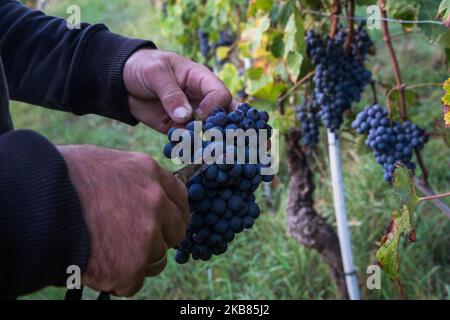 Une vendeuse cueille les raisins Nebbiolo, qui sont utilisés pour faire du vin Barolo, lors de la récolte dans la campagne de Langhe à Serralunga d'Alba, dans le nord-ouest de l'Italie, le 12 octobre 2019. Barolo est un vin rouge produit dans la région du Piémont en Italie. Les vins sont fabriqués à partir de Nebbiolo, un petit cépage rouge à la peau mince généralement riche en acide et en tanins. Le Barolo est fait exclusivement avec des raisins Nebiolo poussent dans 11 communes du Langhe qui composent la région viticole de Barolo. Les vins du Barolo DOCG doivent être 100% Nebbiolo et âgés d'au moins 38 mois, 18 de ceux en fûts de bois. (Photo Banque D'Images