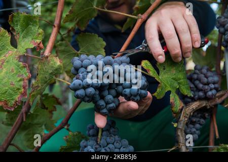 Une vendeuse cueille les raisins Nebbiolo, qui sont utilisés pour faire du vin Barolo, lors de la récolte dans la campagne de Langhe à Serralunga d'Alba, dans le nord-ouest de l'Italie, le 12 octobre 2019. Barolo est un vin rouge produit dans la région du Piémont en Italie. Les vins sont fabriqués à partir de Nebbiolo, un petit cépage rouge à la peau mince généralement riche en acide et en tanins. Le Barolo est fait exclusivement avec des raisins Nebiolo poussent dans 11 communes du Langhe qui composent la région viticole de Barolo. Les vins du Barolo DOCG doivent être 100% Nebbiolo et âgés d'au moins 38 mois, 18 de ceux en fûts de bois. (Photo Banque D'Images