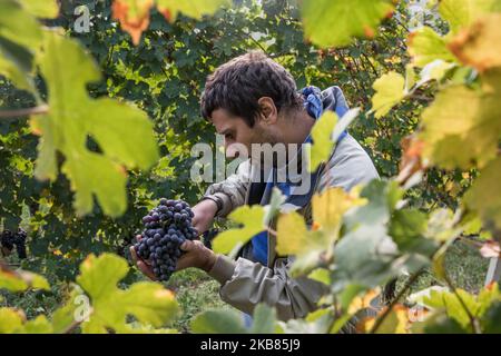 Une vendeuse cueille les raisins Nebbiolo, qui sont utilisés pour faire du vin Barolo, lors de la récolte dans la campagne de Langhe à Serralunga d'Alba, dans le nord-ouest de l'Italie, le 12 octobre 2019. Barolo est un vin rouge produit dans la région du Piémont en Italie. Les vins sont fabriqués à partir de Nebbiolo, un petit cépage rouge à la peau mince généralement riche en acide et en tanins. Le Barolo est fait exclusivement avec des raisins Nebiolo poussent dans 11 communes du Langhe qui composent la région viticole de Barolo. Les vins du Barolo DOCG doivent être 100% Nebbiolo et âgés d'au moins 38 mois, 18 de ceux en fûts de bois. (Photo Banque D'Images