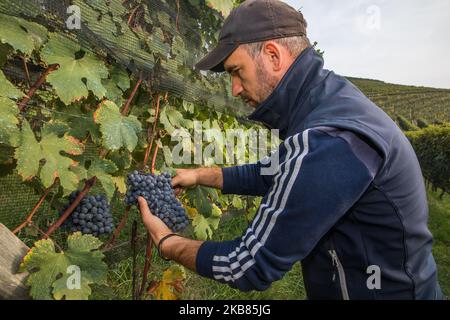 Une vendeuse cueille les raisins Nebbiolo, qui sont utilisés pour faire du vin Barolo, lors de la récolte dans la campagne de Langhe à Serralunga d'Alba, dans le nord-ouest de l'Italie, le 12 octobre 2019. Barolo est un vin rouge produit dans la région du Piémont en Italie. Les vins sont fabriqués à partir de Nebbiolo, un petit cépage rouge à la peau mince généralement riche en acide et en tanins. Le Barolo est fait exclusivement avec des raisins Nebiolo poussent dans 11 communes du Langhe qui composent la région viticole de Barolo. Les vins du Barolo DOCG doivent être 100% Nebbiolo et âgés d'au moins 38 mois, 18 de ceux en fûts de bois. (Photo Banque D'Images