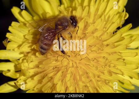 Une abeille recueille le pollen d'une fleur de pissenlit dans un jardin de Lincoln, en Nouvelle-Zélande, sur 20 octobre 2019. Le pissenlit est une herbacée dicotylédonée vivace très répandue dans le monde entier et en Nouvelle-Zélande. (Photo de Sanka Vidanagama/NurPhoto) Banque D'Images