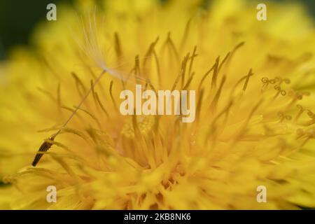 Une graine de pissenlit se trouve sur la fleur dans un jardin à Lincoln, en Nouvelle-Zélande, sur 20 octobre 2019. Le pissenlit est une herbacée dicotylédonée vivace très répandue dans le monde entier et en Nouvelle-Zélande. (Photo de Sanka Vidanagama/NurPhoto) Banque D'Images