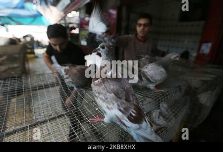 Un vendeur palestinien vend des pigeons sur le marché populaire de Fras à Gaza, sur 22 octobre 2019. (Photo de Majdi Fathi/NurPhoto) Banque D'Images