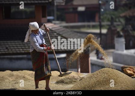 Un fermier népalais grains de riz bask dans la lumière du soleil en utilisant une méthode traditionnelle à Bhaktapur, Népal mardi, 22 octobre 2019. L'agriculture reste une activité économique importante pour le pays sans littoral, le blé et le riz étant les principales cultures vivrières. (Photo de Narayan Maharajan/NurPhoto) Banque D'Images
