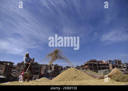 Un fermier népalais grains de riz bask dans la lumière du soleil en utilisant une méthode traditionnelle à Bhaktapur, Népal mardi, 22 octobre 2019. L'agriculture reste une activité économique importante pour le pays sans littoral, le blé et le riz étant les principales cultures vivrières. (Photo de Narayan Maharajan/NurPhoto) Banque D'Images