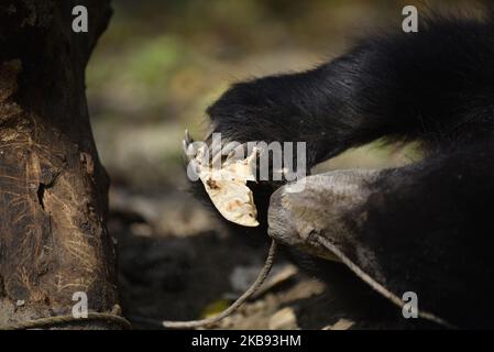 Un ours Sloth d'un an mangeant de la nourriture dans un abri à Lalitpur, Népal jeudi, 24 octobre 2019. Un ours en peluche est sauvé du district de Siraha par l'organisation de protection des animaux Sneha's Care. (Photo de Narayan Maharajan/NurPhoto) Banque D'Images