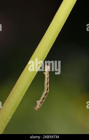 Un Geometer Moth caterpillar s'arrache un arbre d'un fil de soie dans un jardin à Lincoln, Nouvelle-Zélande sur 03 novembre 2019. (Photo de Sanka Vidanagama/NurPhoto) Banque D'Images