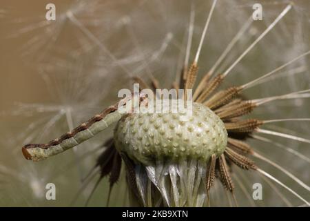 A Â Geometer Moth caterpillar se trouve sur une horloge de pissenlit dans un jardin à Lincoln, Nouvelle-Zélande sur 03 novembre 2019. (Photo de Sanka Vidanagama/NurPhoto) Banque D'Images