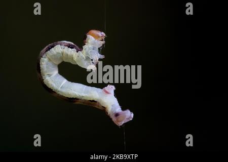 Un Geometer Moth caterpillar s'arrache un arbre d'un fil de soie dans un jardin à Lincoln, Nouvelle-Zélande sur 03 novembre 2019. (Photo de Sanka Vidanagama/NurPhoto) Banque D'Images