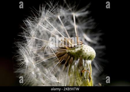 A Â Geometer Moth caterpillar se trouve sur une horloge de pissenlit dans un jardin à Lincoln, Nouvelle-Zélande sur 03 novembre 2019. (Photo de Sanka Vidanagama/NurPhoto) Banque D'Images