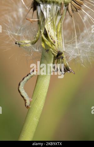 A Â Geometer Moth caterpillar est vu dans un jardin à Lincoln, Nouvelle-Zélande sur 03 novembre 2019. (Photo de Sanka Vidanagama/NurPhoto) Banque D'Images