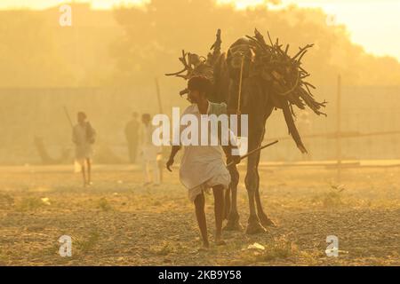 Un marchand de chameaux indien arrive avec son troupeau lors de la foire annuelle du bétail à Pushkar, dans l'état occidental du Rajasthan, en Inde, au 3 novembre 2019. Pushkar est un lieu de pèlerinage hindou populaire qui est également fréquenté par les touristes étrangers qui viennent à la ville pour sa foire annuelle du bétail. (Photo par STR/NurPhoto) Banque D'Images