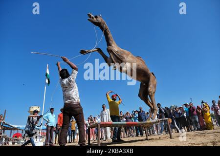 Le vendeur de chameaux se produit avec ses chameaux lors de la Foire de Pushkar , Rajasthan , Inde , 05 novembre 2019. Des milliers de marchands de bétail de la région viennent à la foire traditionnelle de chameaux où le bétail, principalement les chameaux, sont échangés. La foire annuelle des chameaux et du bétail est l'une des plus grandes foires de chameaux au monde. ( Photo de Vishal Bhatnagar/ NurPhoto) (photo de Vishal Bhatnagar/NurPhoto) Banque D'Images