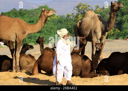 Un marchand de chameaux indien arrive avec son troupeau lors de la foire annuelle du bétail à Pushkar, dans l'état occidental du Rajasthan, en Inde, au 5 novembre 2019. Pushkar est un lieu de pèlerinage hindou populaire qui est également fréquenté par les touristes étrangers qui viennent à la ville pour sa foire annuelle du bétail. (Photo par STR/NurPhoto) Banque D'Images