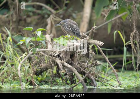 Un héron de l'étang indien perché sur une souche de branches mortes dans le marais. Banque D'Images