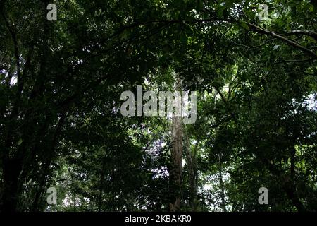 Maripasoula, France, 30 juin 2019. La forêt amazonienne d'un chemin non loin du village d'Antecume-Pata. (Photo par Emeric Fohlen/NurPhoto) Banque D'Images