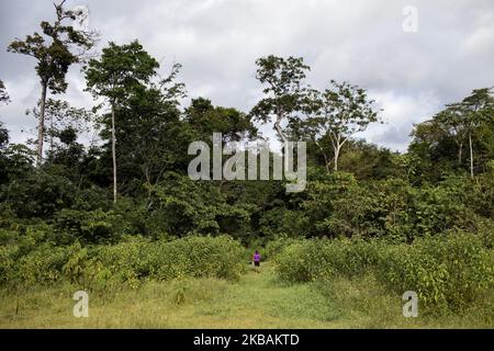 Maripasoula, France, 30 juin 2019. Wayana Amerindians marchent dans la forêt amazonienne. (Photo par Emeric Fohlen/NurPhoto) Banque D'Images