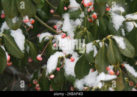 La tempête de neige hivernale a frappé Toronto, Ontario, Canada, on 11 novembre 2019. La tempête devrait tomber entre 10-15 centimètres de neige dans la région du Grand Toronto. (Photo de Creative Touch Imaging Ltd./NurPhoto) Banque D'Images