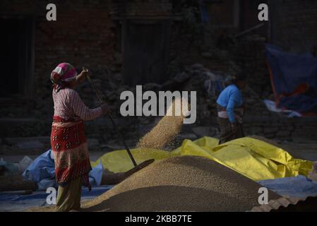 Un fermier népalais a bagué des grains de riz dans la lumière du soleil en utilisant une méthode traditionnelle à la périphérie de Lalitpur, Népal mardi, 19 novembre 2019. L'agriculture reste une activité économique importante pour le pays sans littoral, le blé et le riz étant les principales cultures vivrières. (Photo de Narayan Maharajan/NurPhoto) Banque D'Images