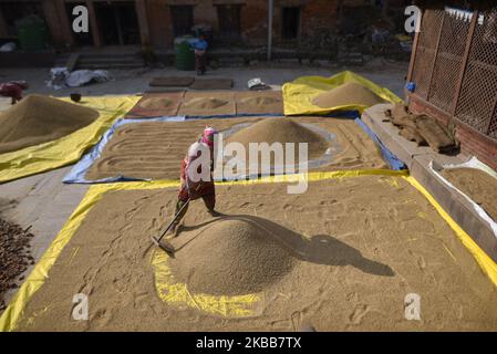 Un fermier népalais a bagué des grains de riz dans la lumière du soleil en utilisant une méthode traditionnelle à la périphérie de Lalitpur, Népal mardi, 19 novembre 2019. L'agriculture reste une activité économique importante pour le pays sans littoral, le blé et le riz étant les principales cultures vivrières. (Photo de Narayan Maharajan/NurPhoto) Banque D'Images