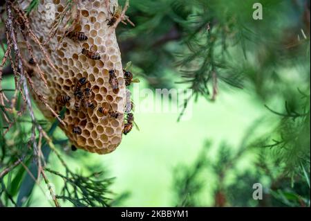 Ruche d'abeille en cours de construction sur une branche d'arbre dans la nature. Banque D'Images