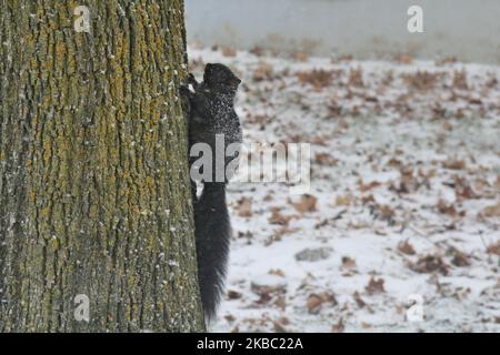 Écureuil noir vu pendant une tempête de neige à Toronto, Ontario, Canada, on 01 décembre 2019. La tempête d'hiver a entraîné des pluies verglaçeuses, des pellets de glace et de la neige dans le sud de l'Ontario. La tempête a incrusté tout dans la glace avant de laisser 10-15 centimètres de neige dans la région du Grand Toronto. (Photo de Creative Touch Imaging Ltd./NurPhoto) Banque D'Images