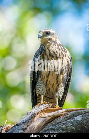 Faucon noir commun (Buteogallus anthracinus) perçant sur une branche Banque D'Images