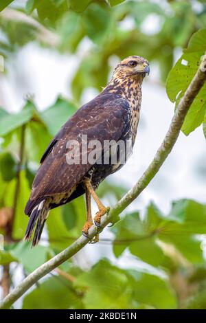 Faucon noir commun (Buteogallus anthracinus) perçant sur une branche Banque D'Images