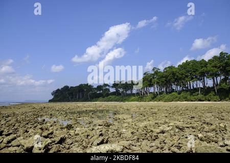 Formations de corail mortes à la plage de Laxmanpur 2 sur l'île Neil d'Andaman, 9 décembre 2019. Pendant le tsunami, ces coraux entiers sont venus en dehors du niveau de l'eau de mer et, en raison de ressources en eau insuffisantes, sont devenus morts. (Photo de Dipayan Bose/NurPhoto) Banque D'Images