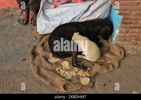 Un homme nourrit des chiens errants dans la vieille Inde de Delhi le 28 décembre 2019 (photo de Nasir Kachroo/NurPhoto) Banque D'Images