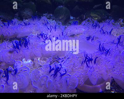 Méduses à l'envers (Cassiopea Xamachana) à l'Aquarium Ripley du Canada le 21 décembre 2019 à Toronto, Ontario, Canada. (Photo de Creative Touch Imaging Ltd./NurPhoto) Banque D'Images