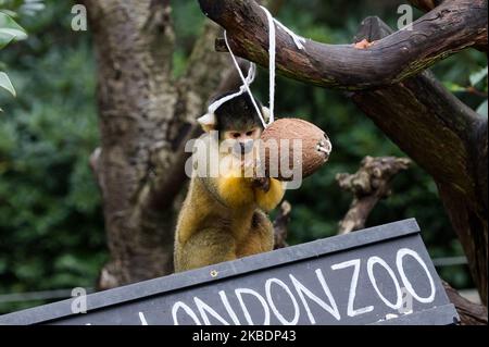 Le singe écureuil photographié lors du bilan annuel au zoo de Londres ZSL le 02 janvier 2020 à Londres, en Angleterre. Chaque année, les gardiens représentent chaque animal de plus de 700 espèces au zoo de Londres, et les résultats sont partagés avec d'autres zoos pour aider à gérer les programmes mondiaux de reproduction de conservation pour les animaux en voie de disparition. (Photo de Wiktor Szymanowicz/NurPhoto) Banque D'Images