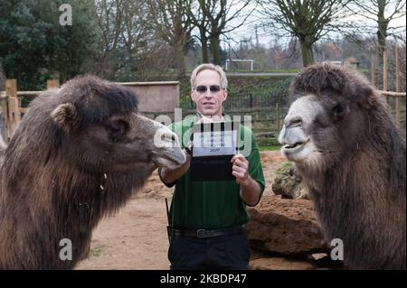 Un zoogardien compte les chameaux de Bactrian lors du bilan annuel au zoo de Londres ZSL le 02 janvier 2020 à Londres, en Angleterre. Chaque année, les gardiens représentent chaque animal de plus de 700 espèces au zoo de Londres, et les résultats sont partagés avec d'autres zoos pour aider à gérer les programmes mondiaux de reproduction de conservation pour les animaux en voie de disparition. (Photo de Wiktor Szymanowicz/NurPhoto) Banque D'Images