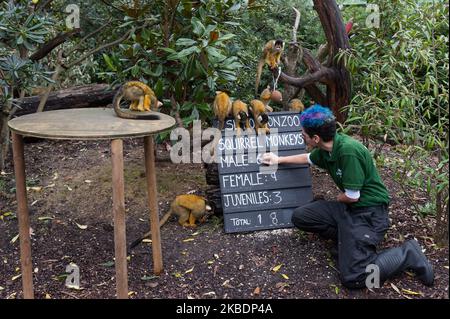 Un zoogardien compte les singes écureuils lors du bilan annuel au zoo de Londres ZSL le 02 janvier 2020 à Londres, en Angleterre. Chaque année, les gardiens représentent chaque animal de plus de 700 espèces au zoo de Londres, et les résultats sont partagés avec d'autres zoos pour aider à gérer les programmes mondiaux de reproduction de conservation pour les animaux en voie de disparition. (Photo de Wiktor Szymanowicz/NurPhoto) Banque D'Images