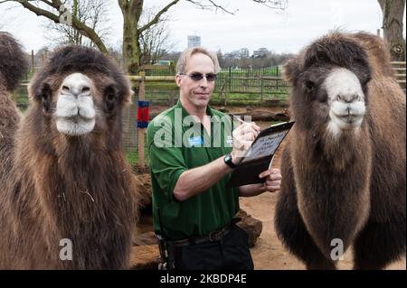 Un zoogardien compte les chameaux de Bactrian lors du bilan annuel au zoo de Londres ZSL le 02 janvier 2020 à Londres, en Angleterre. Chaque année, les gardiens représentent chaque animal de plus de 700 espèces au zoo de Londres, et les résultats sont partagés avec d'autres zoos pour aider à gérer les programmes mondiaux de reproduction de conservation pour les animaux en voie de disparition. (Photo de Wiktor Szymanowicz/NurPhoto) Banque D'Images