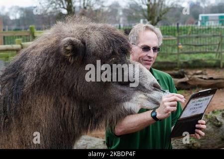 Un zoogardien compte les chameaux de Bactrian lors du bilan annuel au zoo de Londres ZSL le 02 janvier 2020 à Londres, en Angleterre. Chaque année, les gardiens représentent chaque animal de plus de 700 espèces au zoo de Londres, et les résultats sont partagés avec d'autres zoos pour aider à gérer les programmes mondiaux de reproduction de conservation pour les animaux en voie de disparition. (Photo de Wiktor Szymanowicz/NurPhoto) Banque D'Images