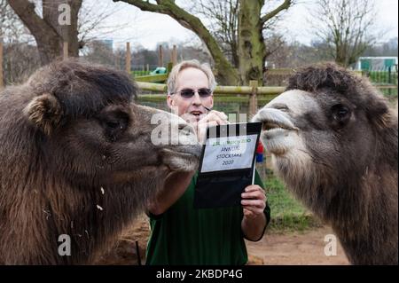 Un zoogardien compte les chameaux de Bactrian lors du bilan annuel au zoo de Londres ZSL le 02 janvier 2020 à Londres, en Angleterre. Chaque année, les gardiens représentent chaque animal de plus de 700 espèces au zoo de Londres, et les résultats sont partagés avec d'autres zoos pour aider à gérer les programmes mondiaux de reproduction de conservation pour les animaux en voie de disparition. (Photo de Wiktor Szymanowicz/NurPhoto) Banque D'Images