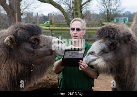 Un zoogardien compte les chameaux de Bactrian lors du bilan annuel au zoo de Londres ZSL le 02 janvier 2020 à Londres, en Angleterre. Chaque année, les gardiens représentent chaque animal de plus de 700 espèces au zoo de Londres, et les résultats sont partagés avec d'autres zoos pour aider à gérer les programmes mondiaux de reproduction de conservation pour les animaux en voie de disparition. (Photo de Wiktor Szymanowicz/NurPhoto) Banque D'Images