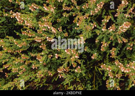 Heather (Calluna vulgaris) gros plan en automne. Banque D'Images