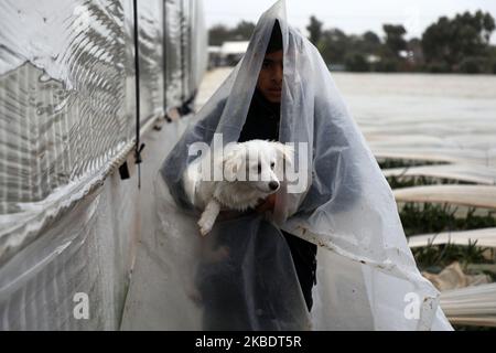 Un garçon bédouin palestinien se protège de la pluie lors de fortes pluies dans la ville de Gaza sur 4 janvier 2020. (Photo de Majdi Fathi/NurPhoto) Banque D'Images