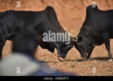 Taureau se bat pendant le festival Makar Sankranti ou Maghe Sangranti au village de Taruka, Nuwakot 80km au nord de Katmandou, au Népal, mercredi, 15 janvier 2020. Chaque année, des milliers de personnes observent un festival de combat de taureau au village de Taruka, Nuwakot, pendant la journée de Makar Sankranti ou de Maghe Sangranti, qui annonce la fin de l'hiver selon le calendrier hindou. Makar Sankranti ou Maghe Sangranti a célébré au Népal ainsi qu'en Inde. (Photo de Narayan Maharajan/NurPhoto) Banque D'Images