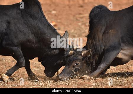 Taureau se bat pendant le festival Makar Sankranti ou Maghe Sangranti au village de Taruka, Nuwakot 80km au nord de Katmandou, au Népal, mercredi, 15 janvier 2020. Chaque année, des milliers de personnes observent un festival de combat de taureau au village de Taruka, Nuwakot, pendant la journée de Makar Sankranti ou de Maghe Sangranti, qui annonce la fin de l'hiver selon le calendrier hindou. Makar Sankranti ou Maghe Sangranti a célébré au Népal ainsi qu'en Inde. (Photo de Narayan Maharajan/NurPhoto) Banque D'Images