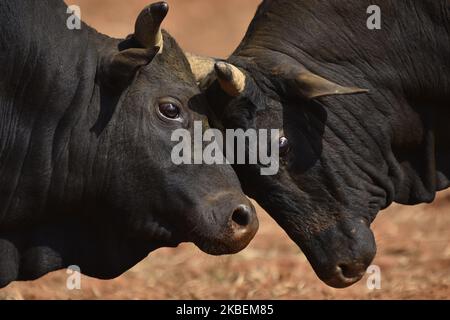 Taureau se bat pendant le festival Makar Sankranti ou Maghe Sangranti au village de Taruka, Nuwakot 80km au nord de Katmandou, au Népal, mercredi, 15 janvier 2020. Chaque année, des milliers de personnes observent un festival de combat de taureau au village de Taruka, Nuwakot, pendant la journée de Makar Sankranti ou de Maghe Sangranti, qui annonce la fin de l'hiver selon le calendrier hindou. Makar Sankranti ou Maghe Sangranti a célébré au Népal ainsi qu'en Inde. (Photo de Narayan Maharajan/NurPhoto) Banque D'Images