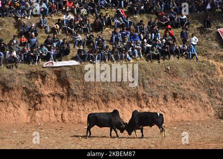 Taureau se bat pendant le festival Makar Sankranti ou Maghe Sangranti au village de Taruka, Nuwakot 80km au nord de Katmandou, au Népal, mercredi, 15 janvier 2020. Chaque année, des milliers de personnes observent un festival de combat de taureau au village de Taruka, Nuwakot, pendant la journée de Makar Sankranti ou de Maghe Sangranti, qui annonce la fin de l'hiver selon le calendrier hindou. Makar Sankranti ou Maghe Sangranti a célébré au Népal ainsi qu'en Inde. (Photo de Narayan Maharajan/NurPhoto) Banque D'Images