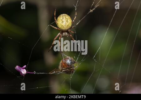 Une araignée de jardin d'Orbweb atteint une abeille piégée dans son web à Christchurch, Nouvelle-Zélande sur 16 janvier 2020.Â (photo par Sanka Vidanagama/NurPhoto) Banque D'Images