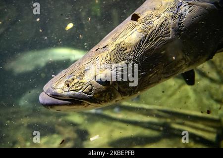 Langfish australien ou langfish du Queensland dans un aquarium au zoo de Leipzig, en Allemagne. Novembre 2019 (photo de Maxym Marusenko/NurPhoto) Banque D'Images