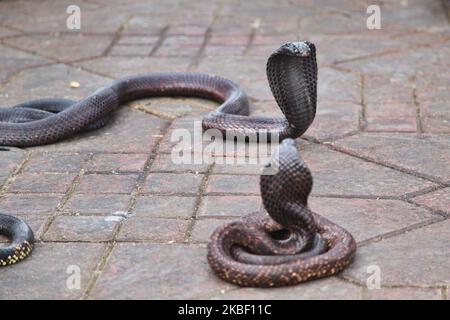 Les cobras sont vus comme un charmeur de serpents qui divertit une petite foule sur la place Jemaa el-Fnaa dans la médina (vieille ville) de Marrakech (Marrakech) au Maroc, en Afrique, le 5 janvier 2016. Marrakech est la quatrième plus grande ville du Royaume du Maroc. (Photo de Creative Touch Imaging Ltd./NurPhoto) Banque D'Images