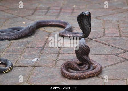 Les cobras sont vus comme un charmeur de serpents qui divertit une petite foule sur la place Jemaa el-Fnaa dans la médina (vieille ville) de Marrakech (Marrakech) au Maroc, en Afrique, le 5 janvier 2016. Marrakech est la quatrième plus grande ville du Royaume du Maroc. (Photo de Creative Touch Imaging Ltd./NurPhoto) Banque D'Images